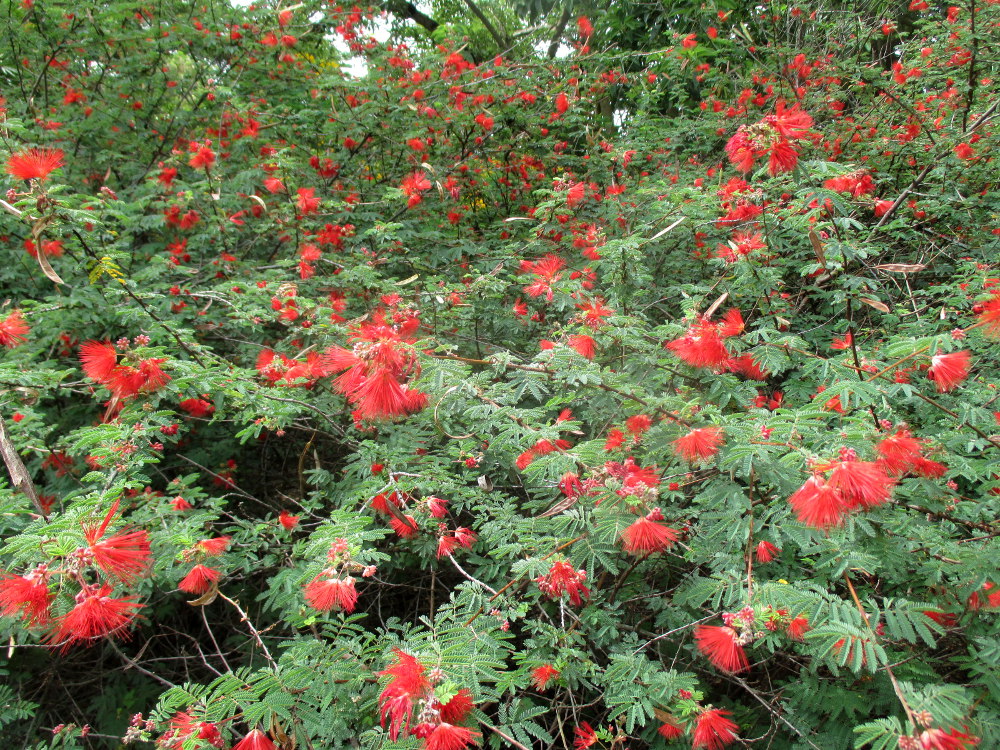 Image of Calliandra californica specimen.