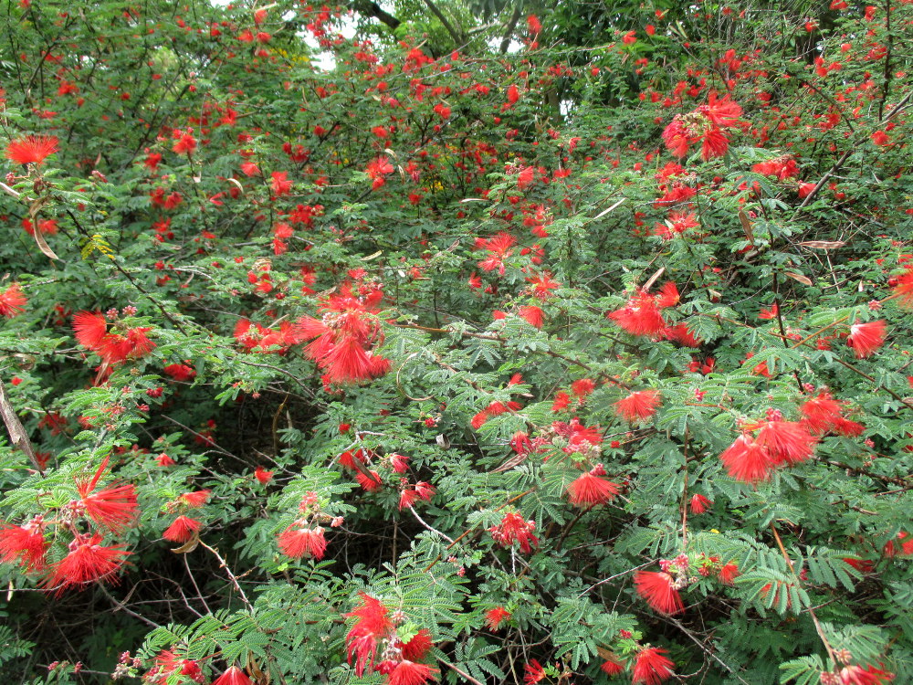 Изображение особи Calliandra californica.