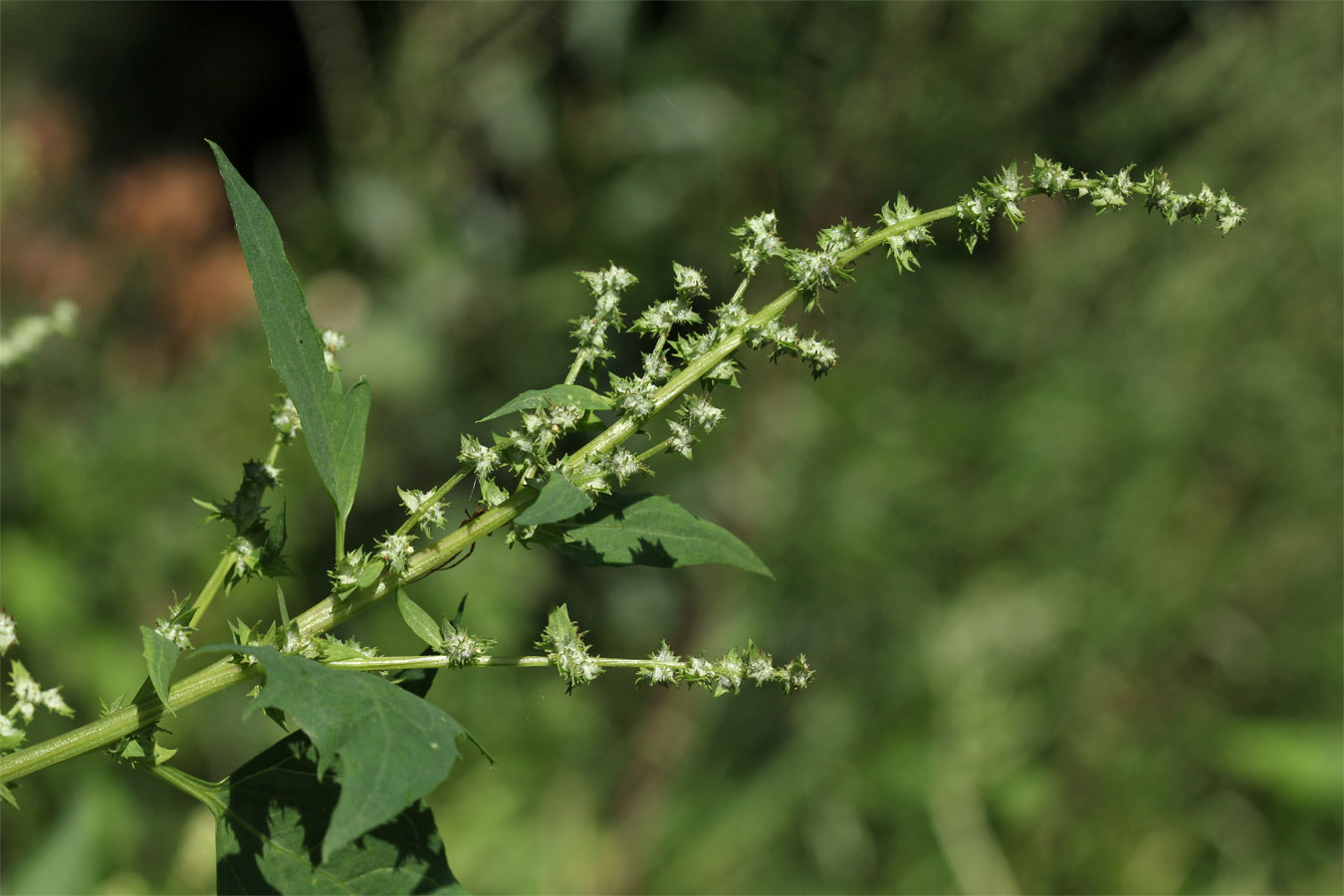 Image of Atriplex calotheca specimen.