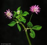 Trifolium resupinatum. Цветущий побег. Азербайджан, окр. Масаллы. 14.04.2010.