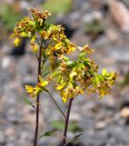 Ligularia thomsonii