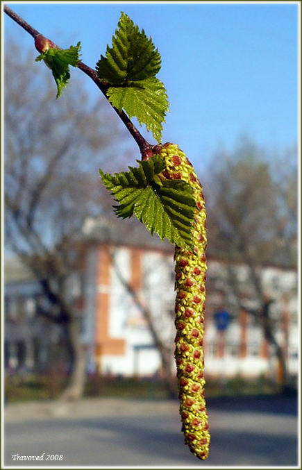 Изображение особи Betula pendula.