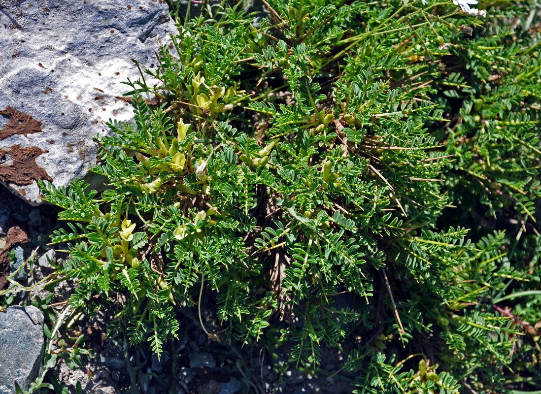Image of genus Astragalus specimen.
