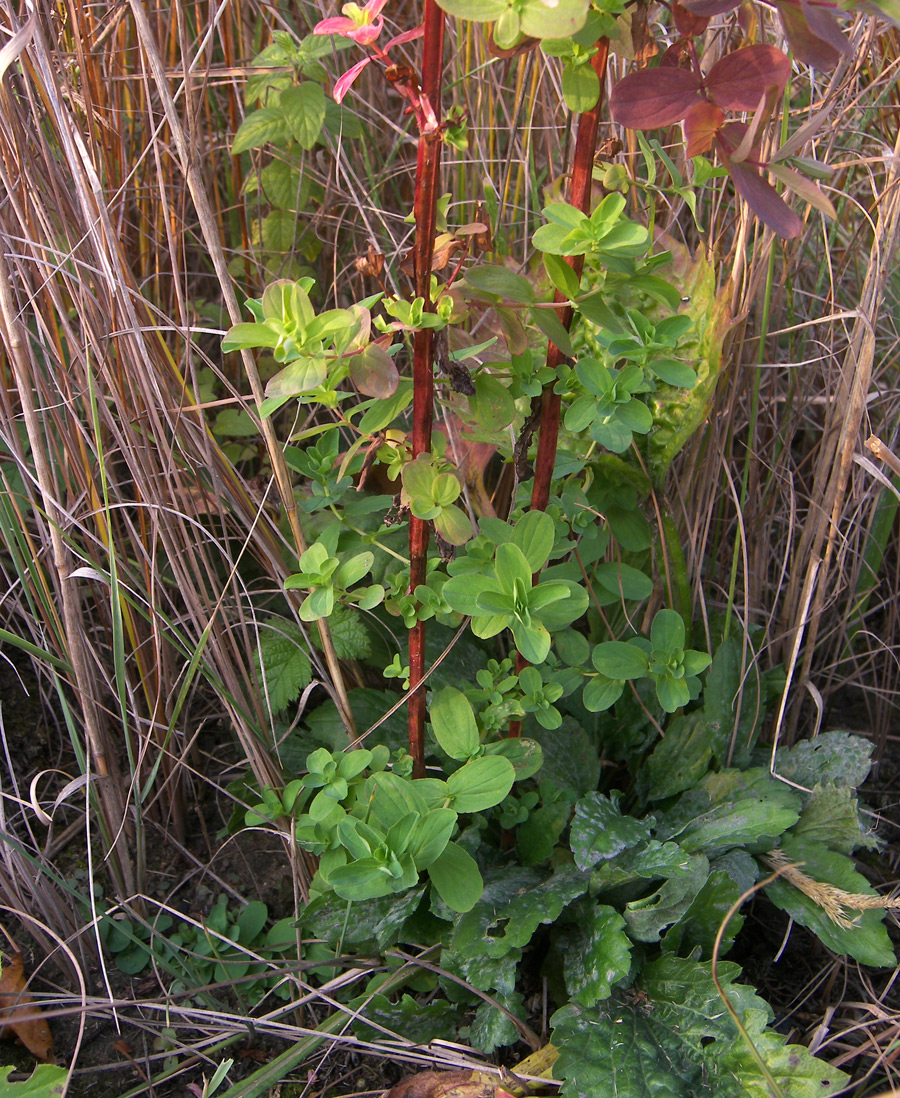 Image of Hypericum tetrapterum specimen.
