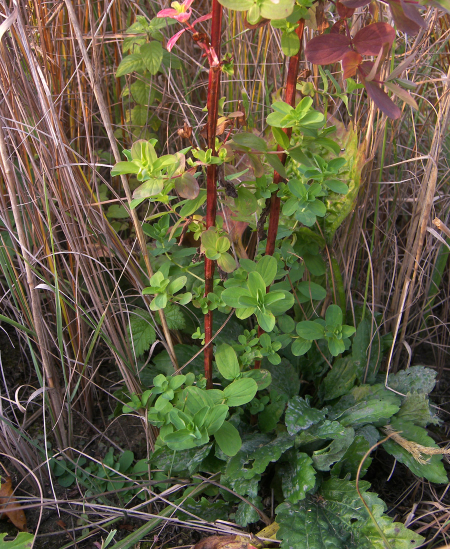 Изображение особи Hypericum tetrapterum.