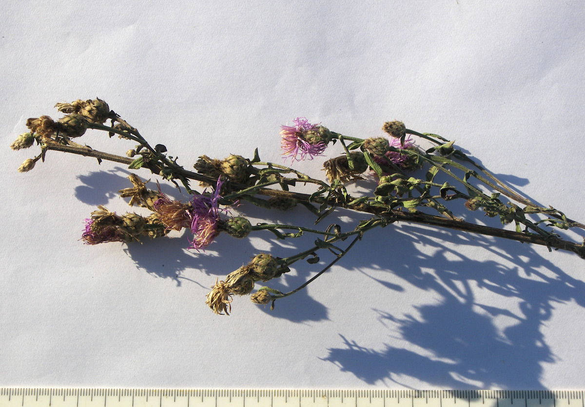 Image of Centaurea kubanica specimen.