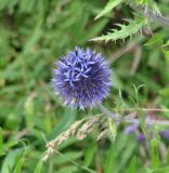 Echinops davuricus