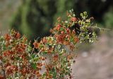 Atraphaxis pyrifolia. Верхушка ветви с плодами. Таджикистан, Фанские горы, долина р. Чапдара, ≈ 2500 м н.у.м., осыпающийся сухой склон над пойменной террасой. 03.08.2017.