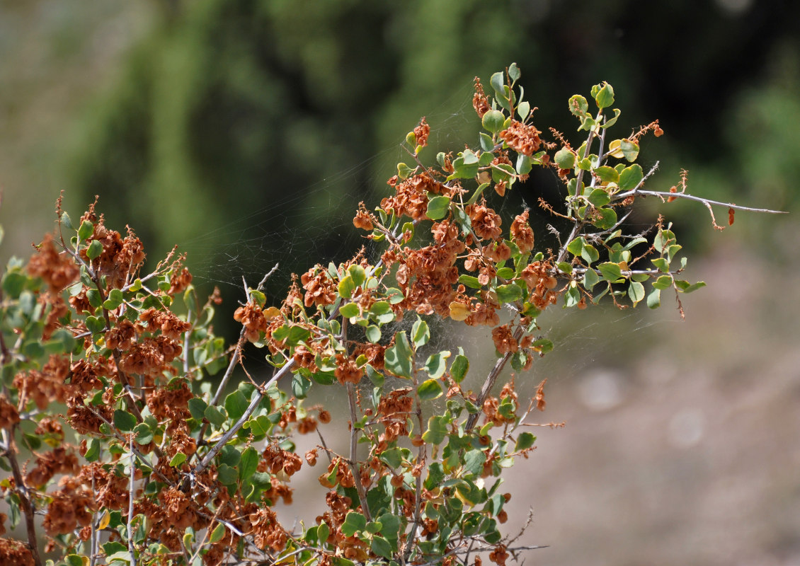 Image of Atraphaxis pyrifolia specimen.