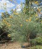 Grevillea juncifolia. Цветущее растение ('Midas touch'). Австралия, г. Брисбен, ботанический сад. 07.08.2016.