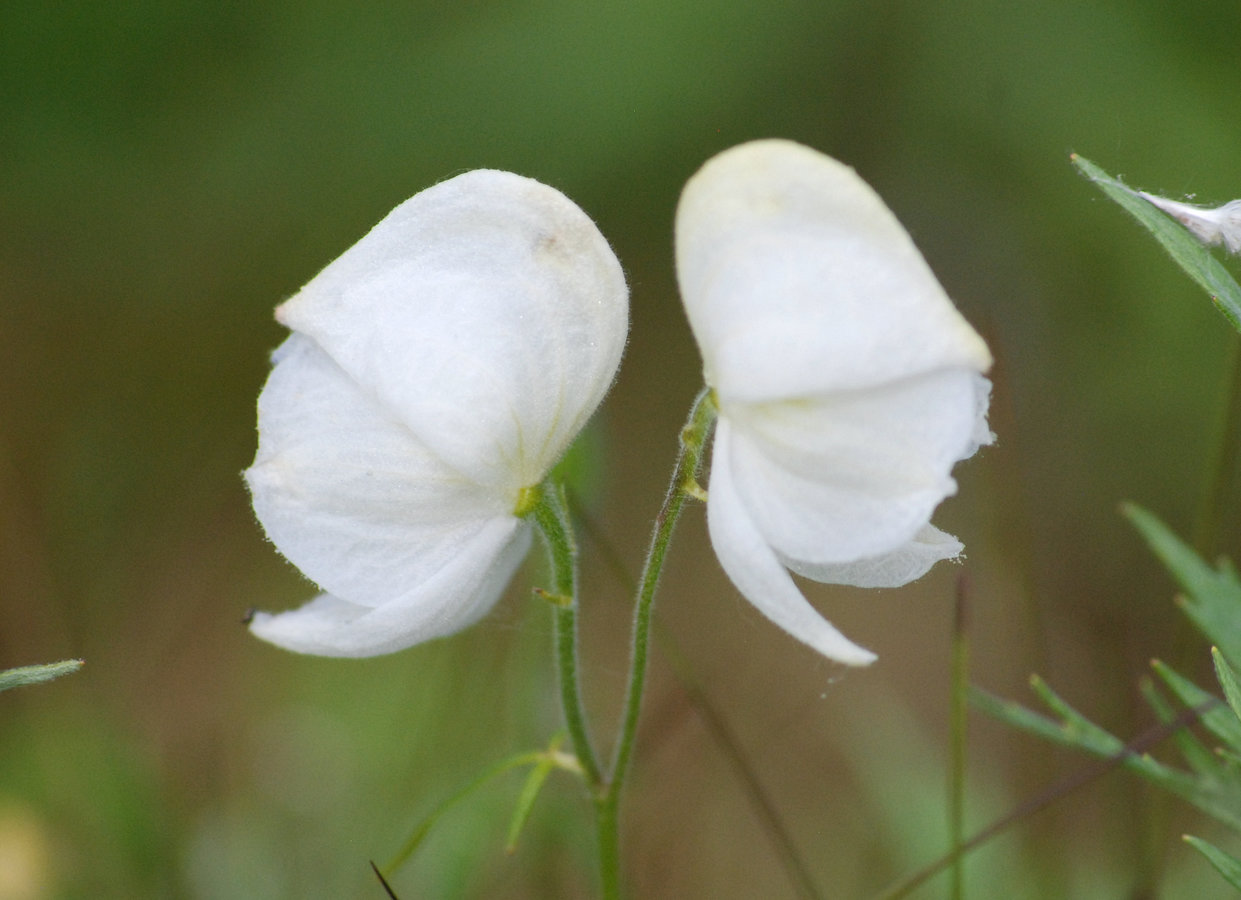 Image of Aconitum delphiniifolium specimen.