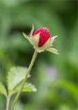 Duchesnea indica. Плод. Грузия, край Самегрело-Верхняя Сванетия (Мегрелия), дер. Салхино, парк в резиденции патриарха, лужайка. 08.05.2017.