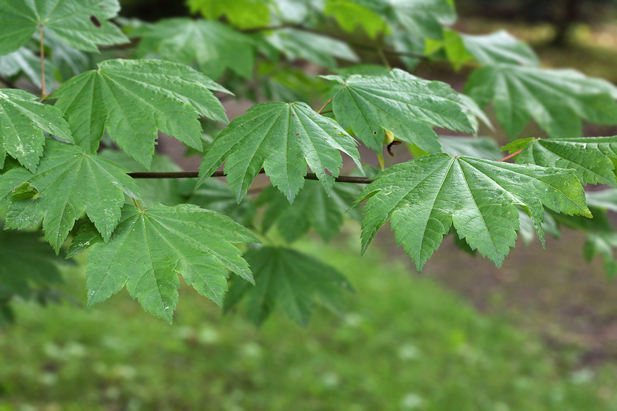 Изображение особи Acer circinatum.