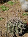 Echinopsis ferox