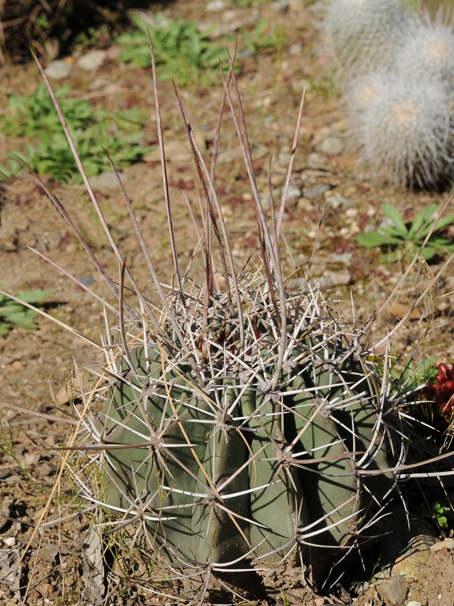 Изображение особи Echinopsis ferox.