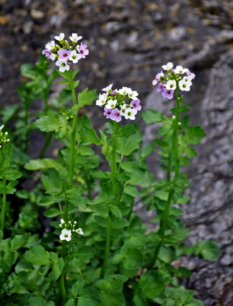 Изображение особи Cardamine seidlitziana.