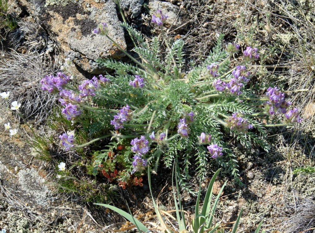 Image of Oxytropis turczaninovii specimen.