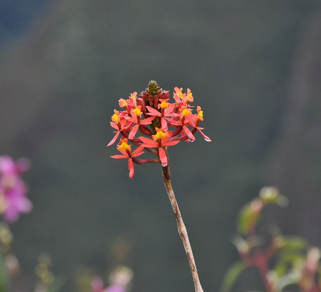 Изображение особи Epidendrum secundum.