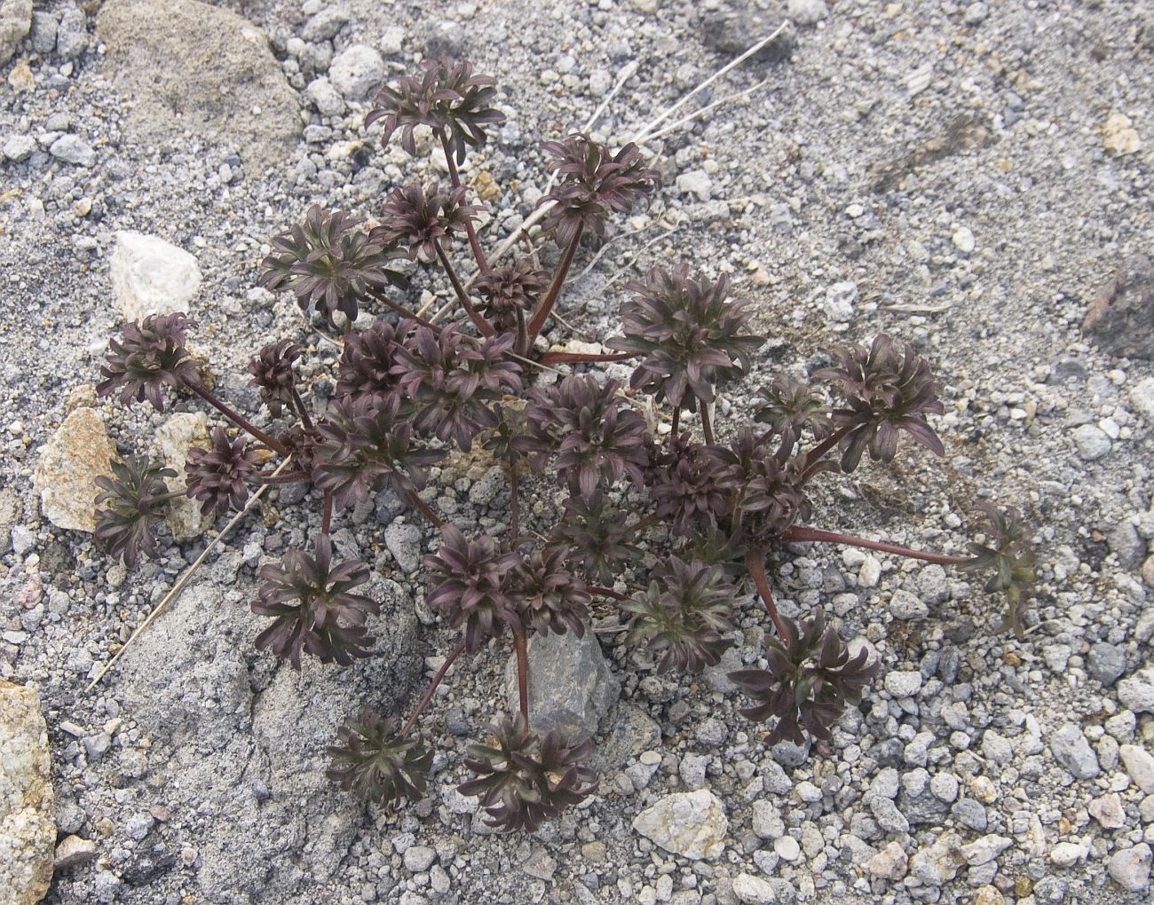 Image of Delphinium caucasicum specimen.