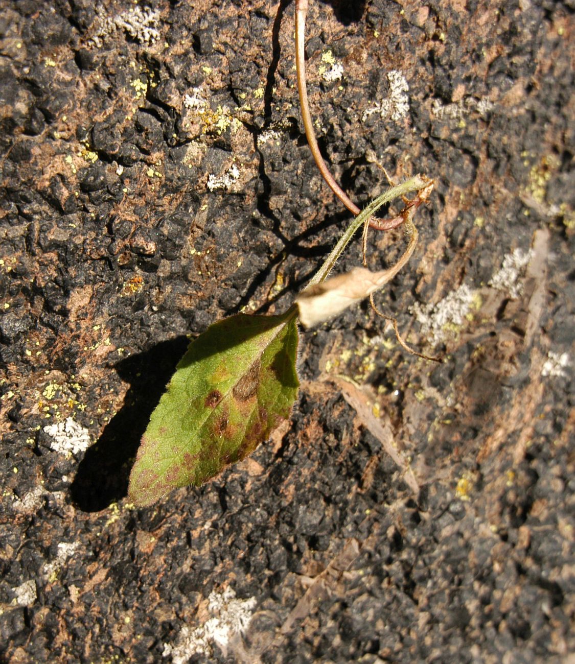 Image of genus Campanula specimen.