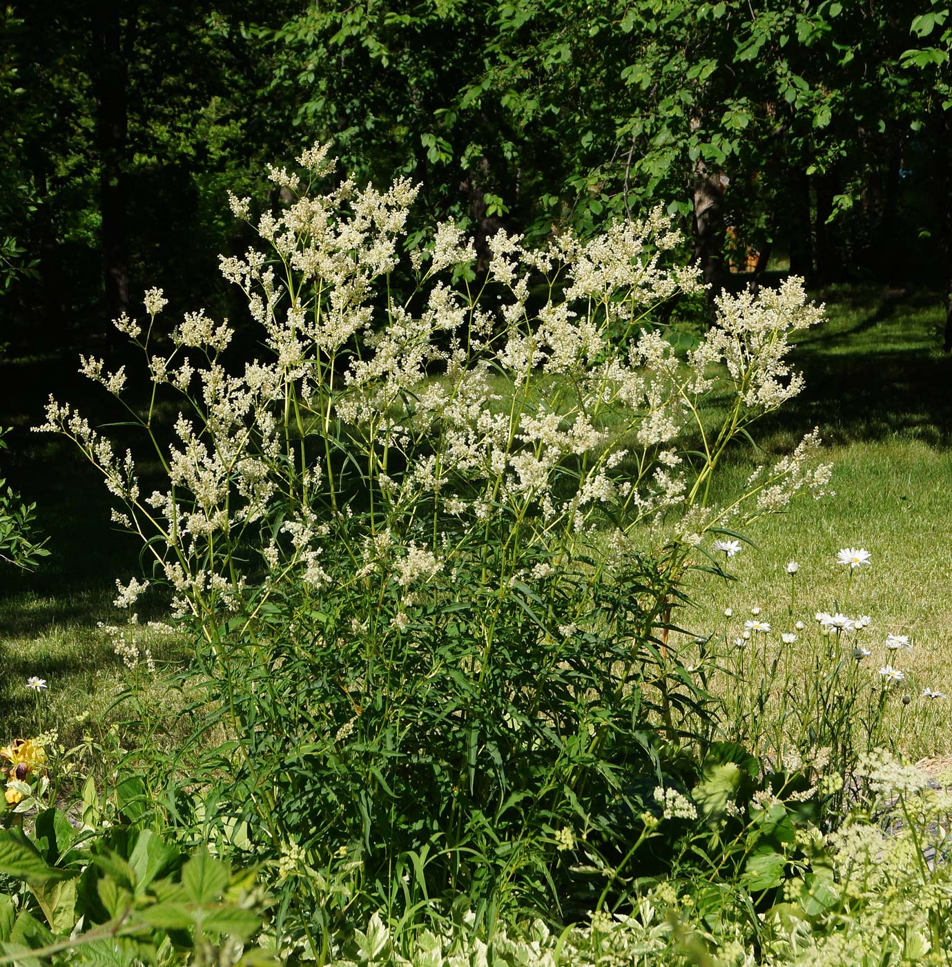 Изображение особи Aconogonon alpinum.