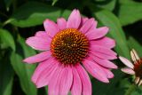 Echinacea purpurea