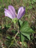 Malva erecta. Цветок и лист. Крым, Севастополь, на пустыре. 19 мая 2010 г.