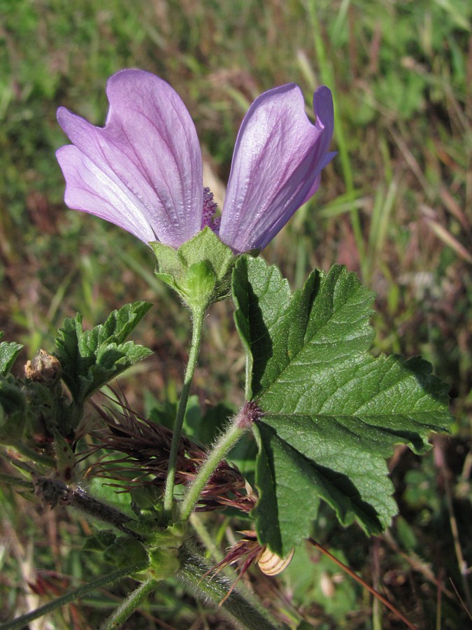 Image of Malva erecta specimen.