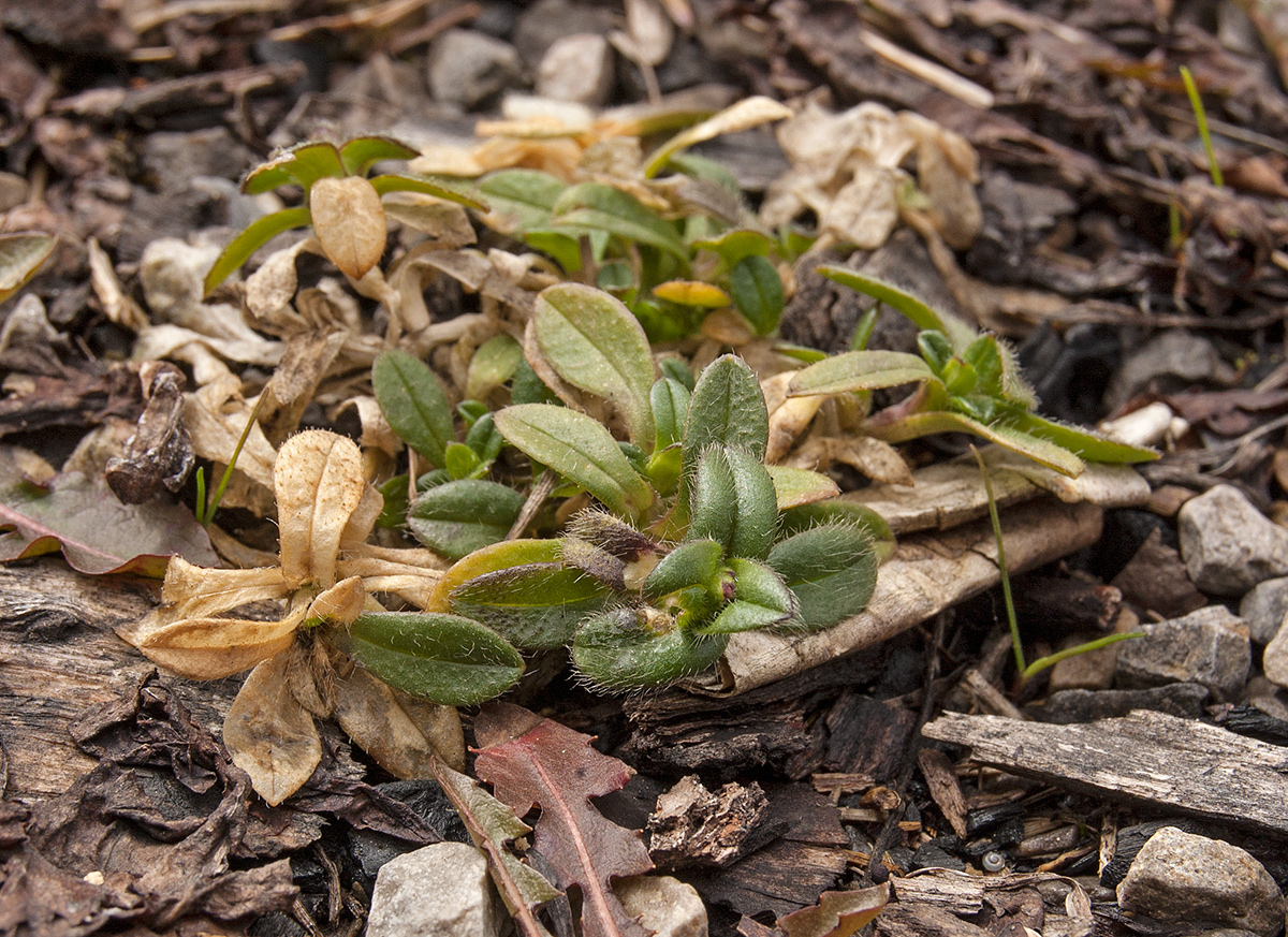 Image of Cerastium holosteoides specimen.