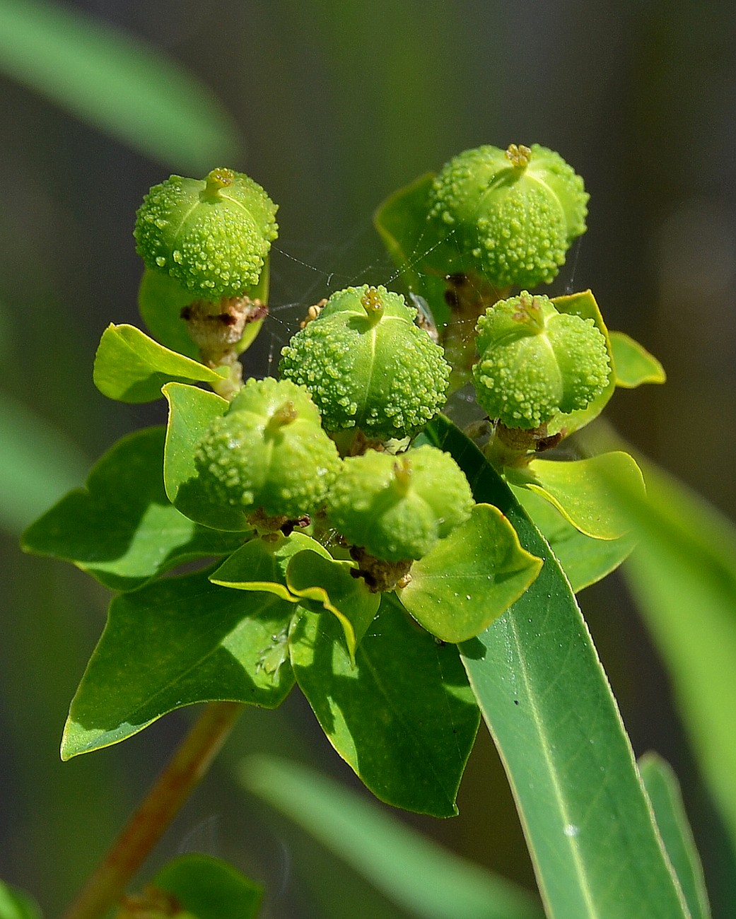 Image of Euphorbia palustris specimen.