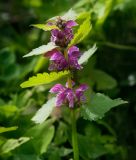 Lamium maculatum. Верхушка цветущего растения. Пермский край, Оханский р-н, Тулумбаихинское сельское поселение, Кунчурихинский бор, сырой луг. 27.05.2018.