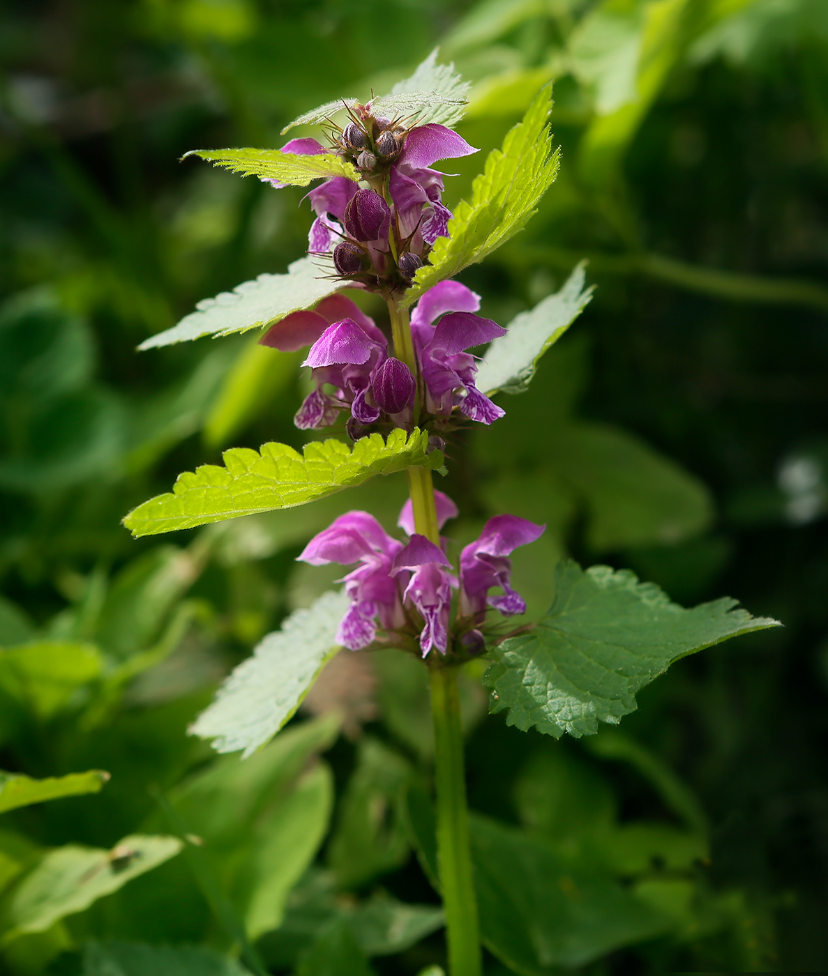 Изображение особи Lamium maculatum.