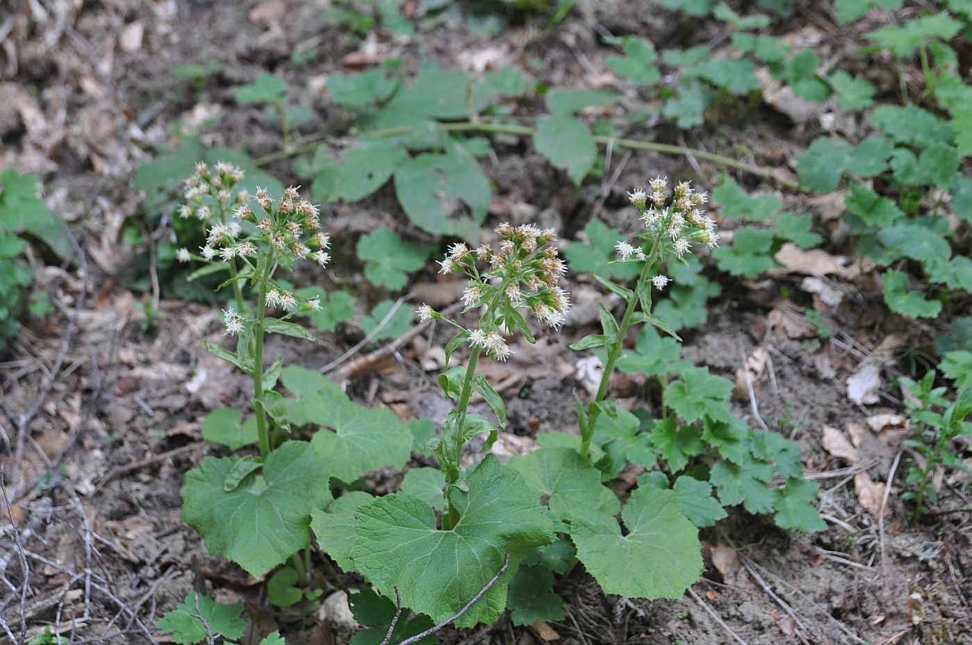 Image of Petasites albus specimen.