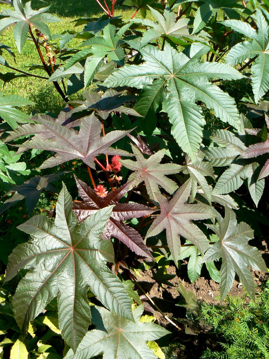 Изображение особи Ricinus communis.