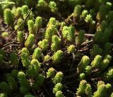 Sedum sexangulare