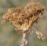 Visnaga daucoides