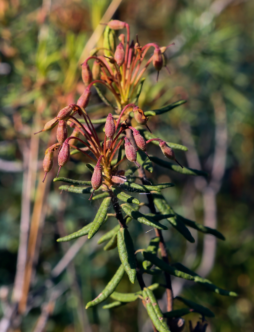 Image of Ledum palustre specimen.