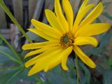 genus Helianthus