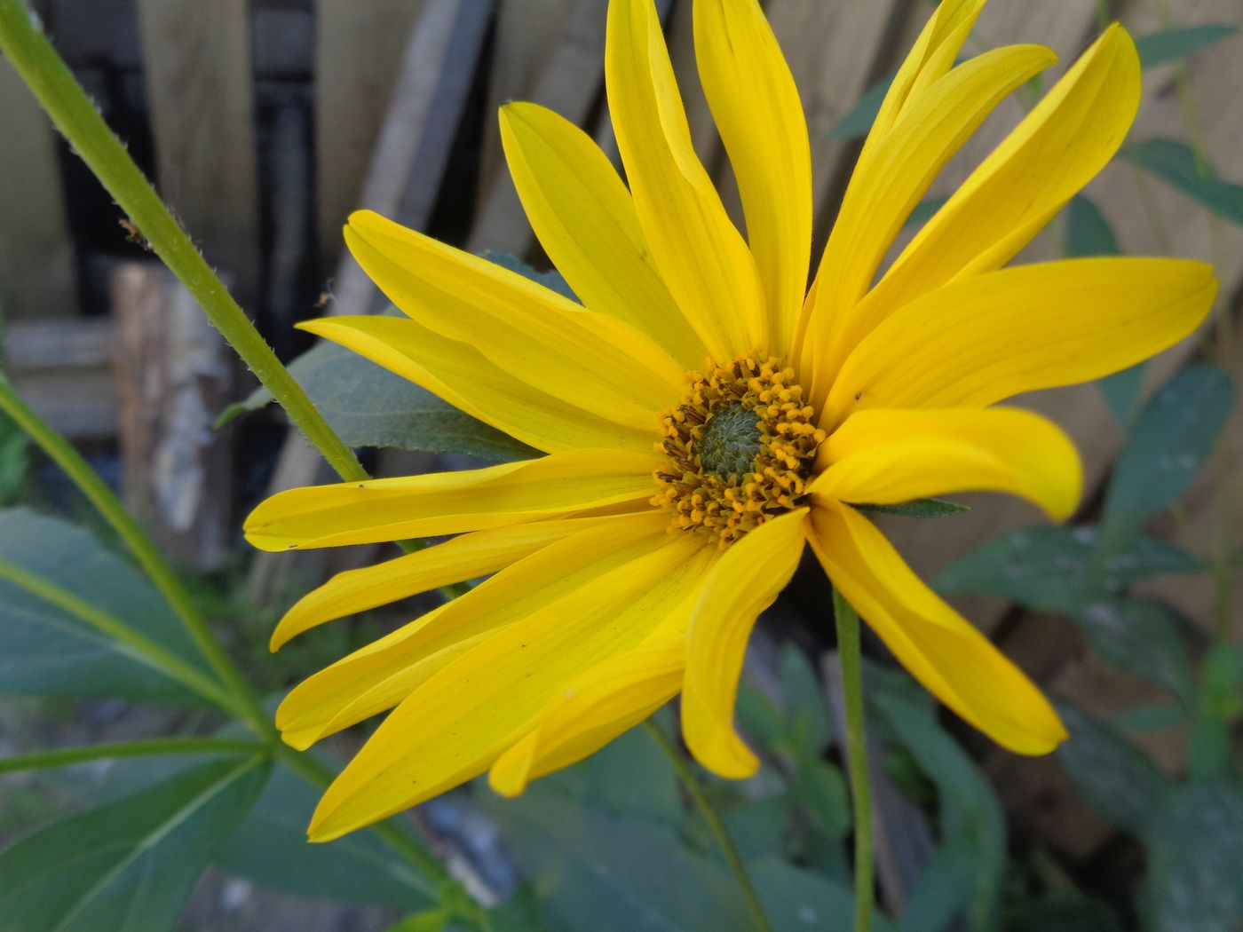 Image of genus Helianthus specimen.