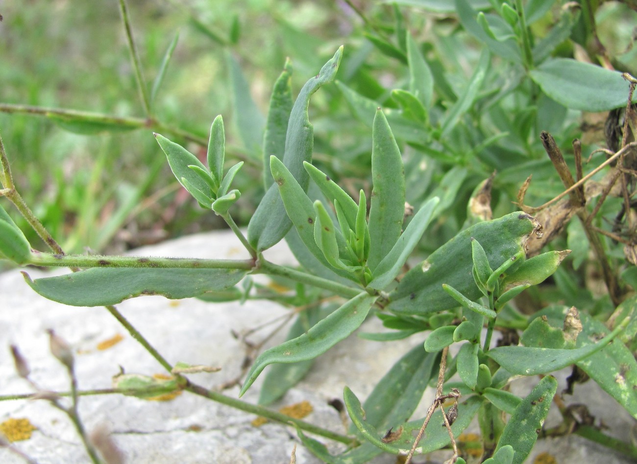 Изображение особи Gypsophila acutifolia.