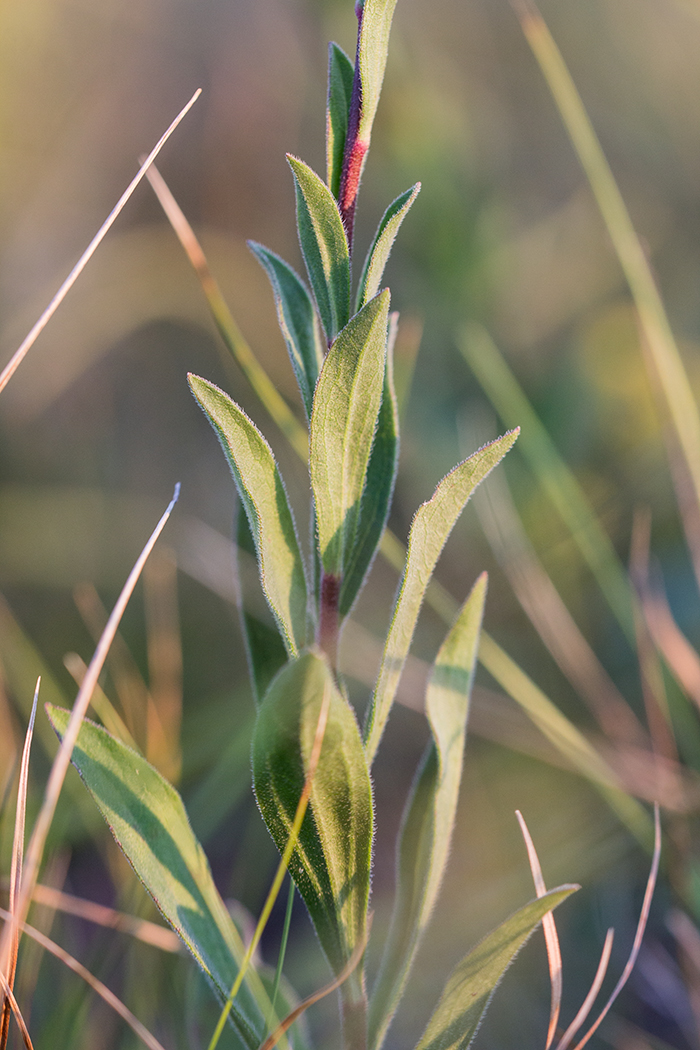 Image of Aster amellus specimen.