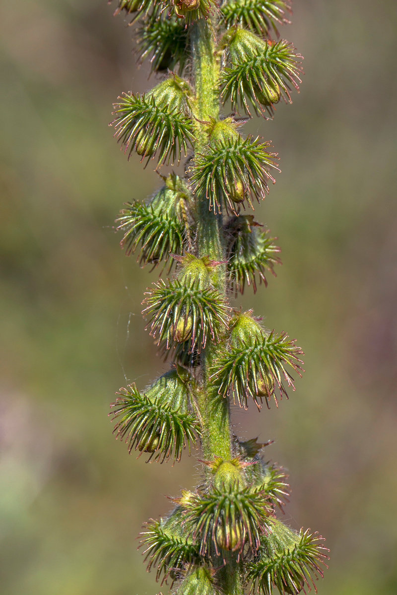 Изображение особи Agrimonia asiatica.