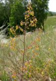 Thalictrum minus