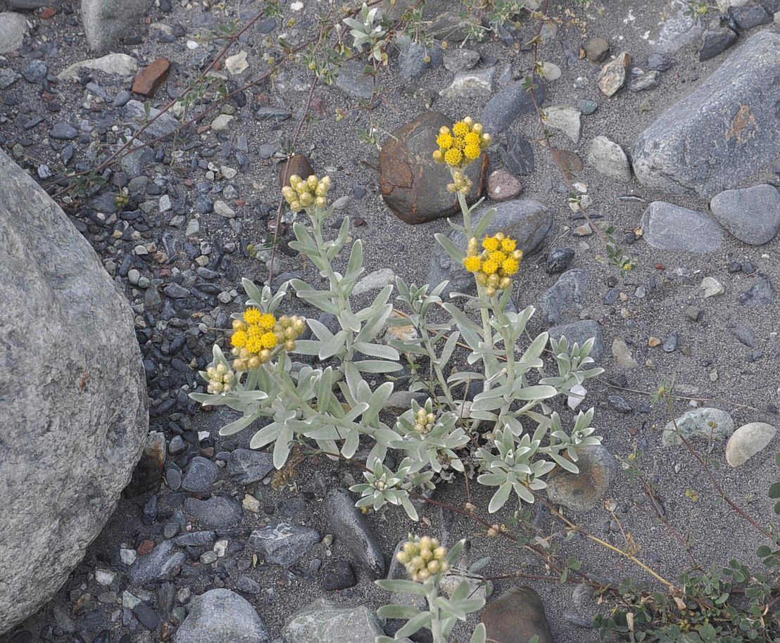 Image of Cladochaeta candidissima specimen.