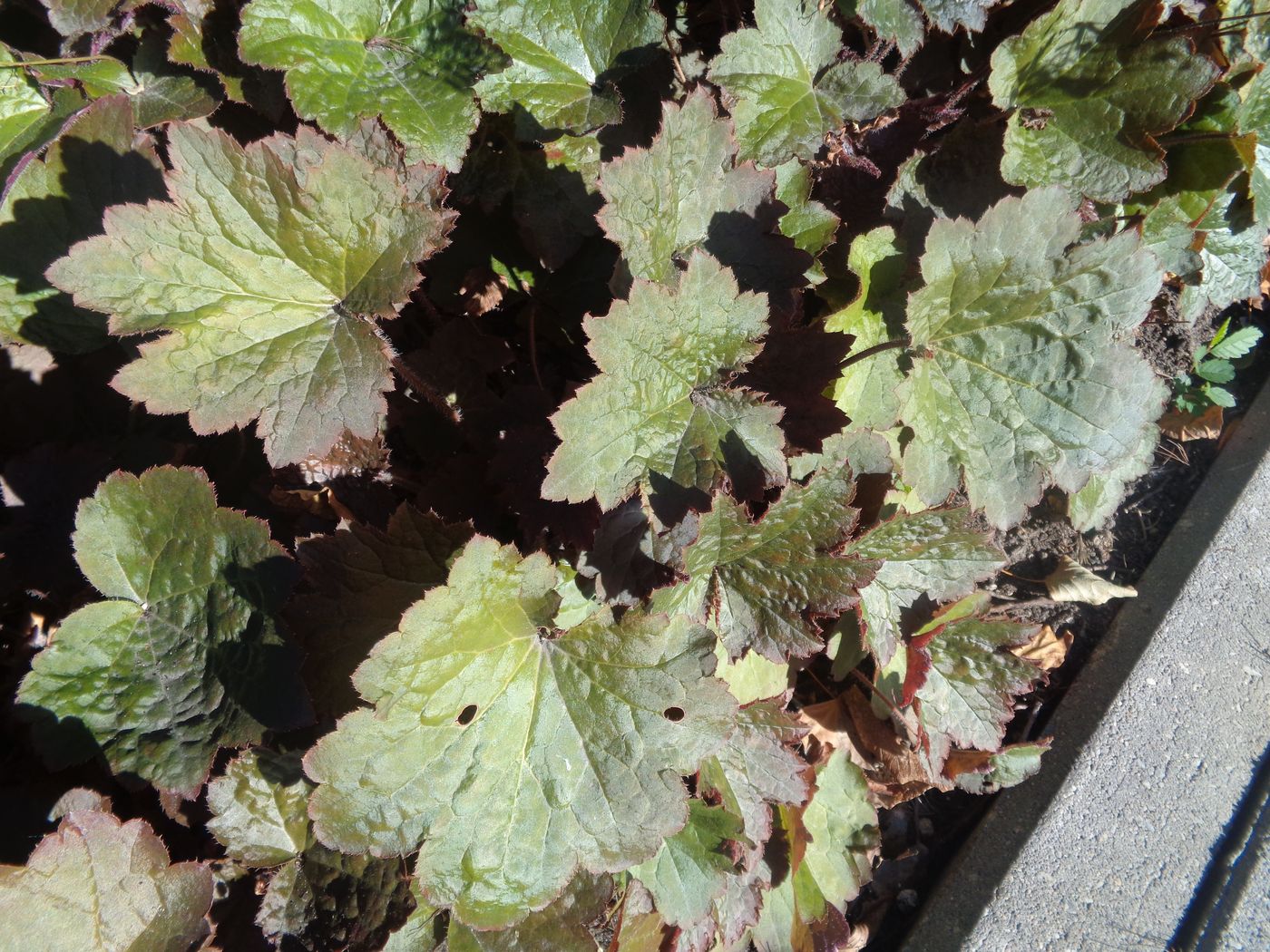 Image of Heuchera micrantha specimen.