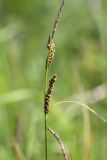 Carex nigra