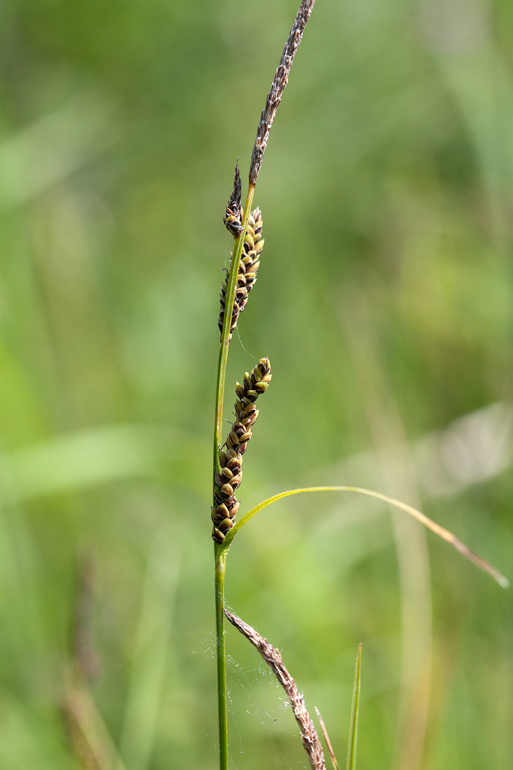 Изображение особи Carex nigra.