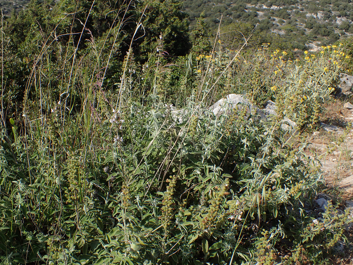 Image of Salvia fruticosa specimen.