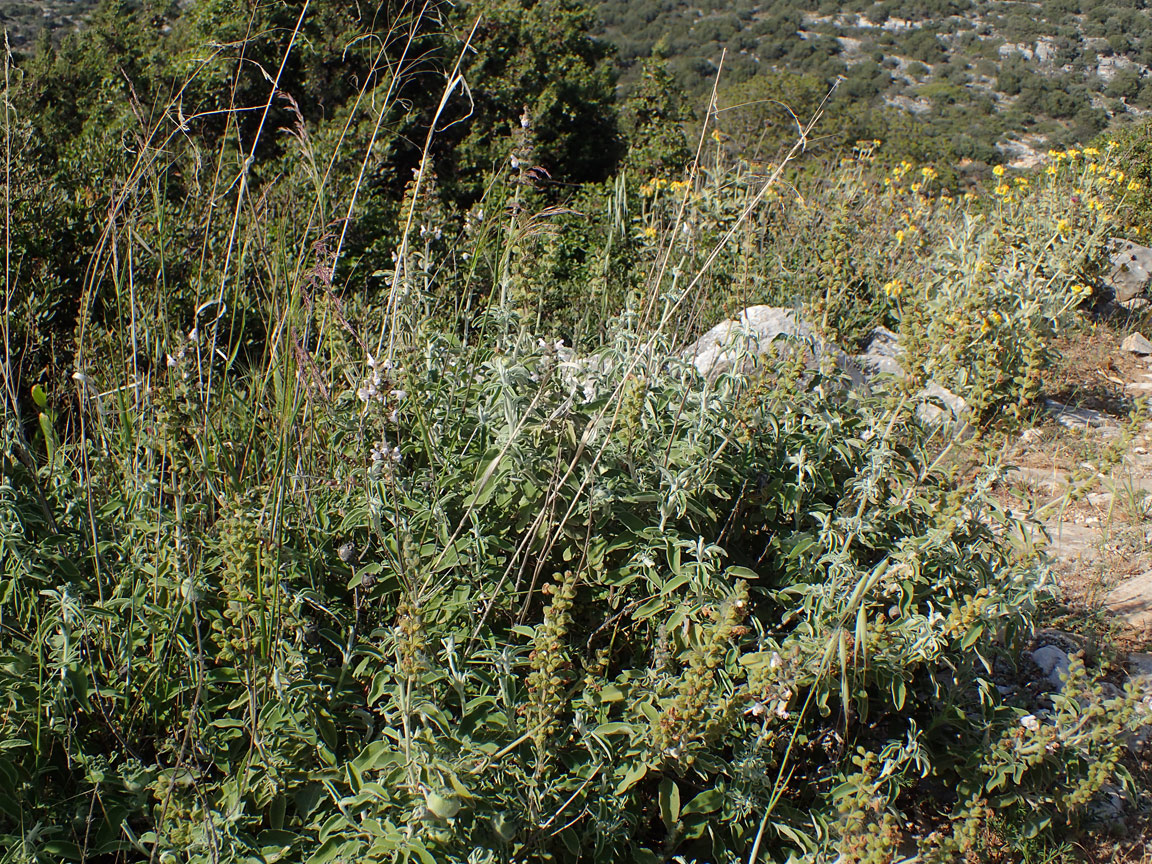 Image of Salvia fruticosa specimen.