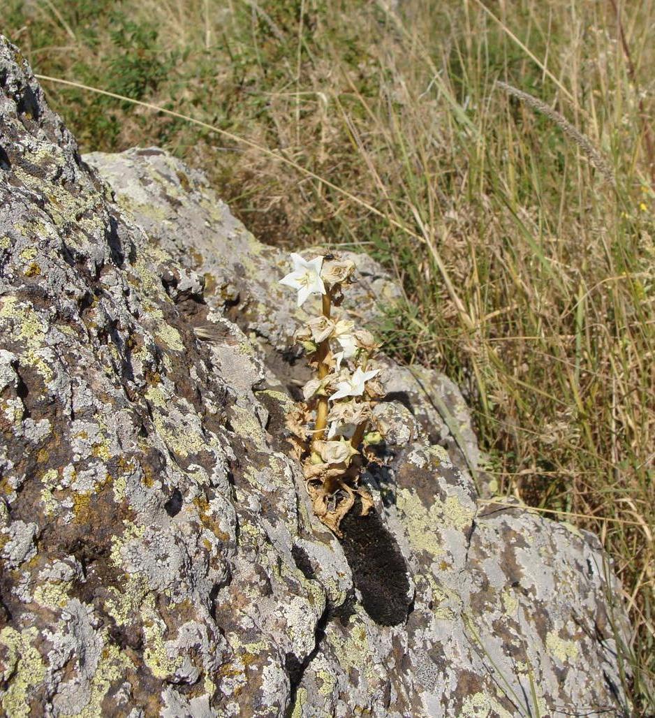 Image of Campanula crispa specimen.